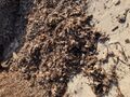 Laisse de mer à l'état naturel : étendue de posidonies sur la plage de Saint-Mandrier (Var, France)
