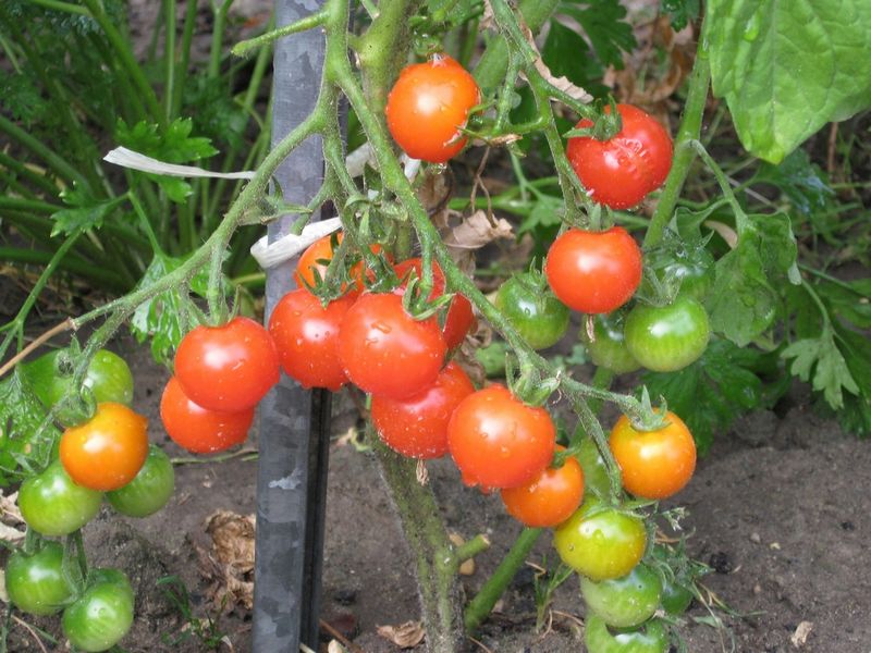 Fichier:Tomate cerise rouge1.jpg