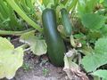 Courgette - 0835.JPG