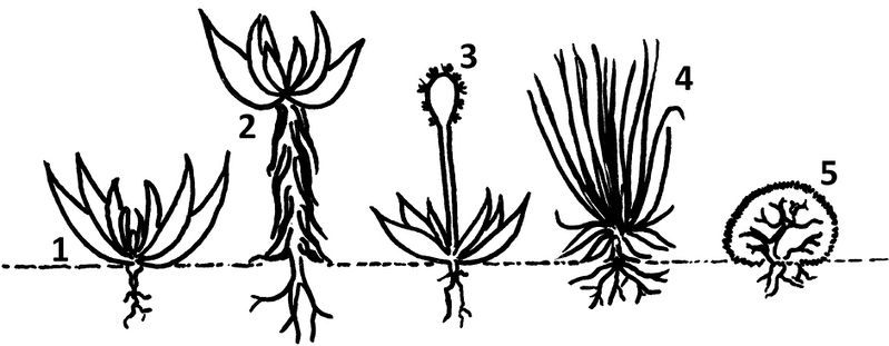 Fichier:Paramo formes de végétation.jpg
