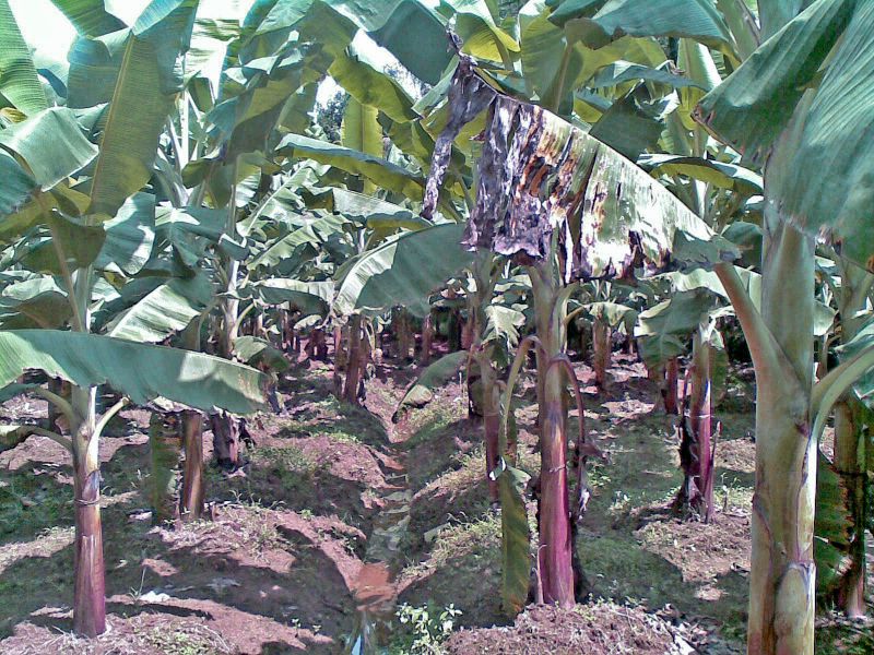 Fichier:Bananeraie dans le sud de l' Inde.jpg