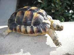 Egyptian tortoise.JPG
