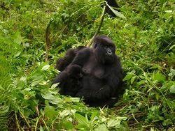 Une femelle gorille et son petit, au Rwanda