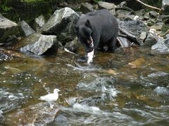 Un ours noir, capturant un saumon rose, en Alaska.