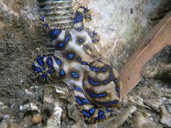 Petite pieuvre à anneaux bleus (Hapalochlaena maculata), en Australie