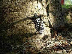 Le capricorne du peuplier peut atteindre 4 cm de long ; c'est l'un des plus grands insectes d'Amérique du Nord.