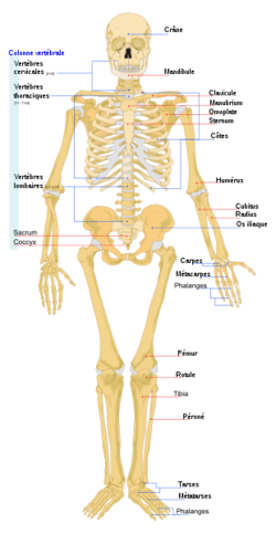 Human skeleton front.png