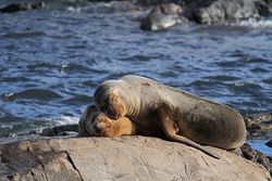 Sea Lions Ushuaia.JPG