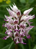 Orchis simia, Orchis singe