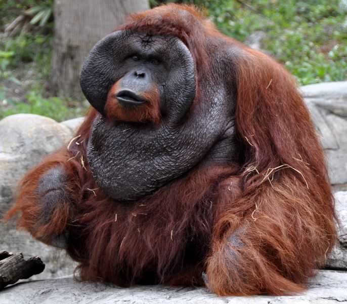 Fichier:Orang-outan mâle.jpg