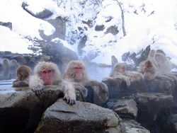 Macaques sources chaudes.jpg