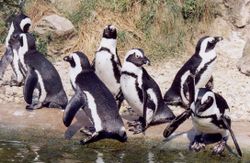 Sander-pinguins.jpg