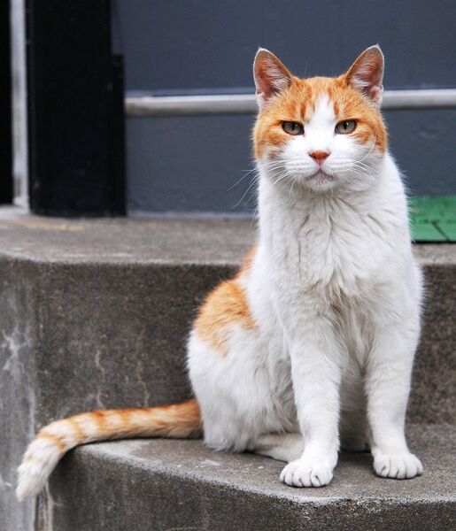 Պատկեր:Orange and white tabby cat with the impressive tail-Hisashi-01A 768b9ad9-5d2e-4eb1-8f0a-6d2b9f0ca7d2 1200x1200.jpg