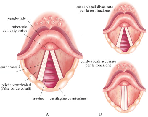 File:Epiglottide.jpg
