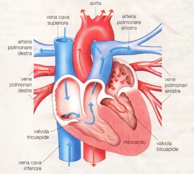 File:Il cuore umano.jpg