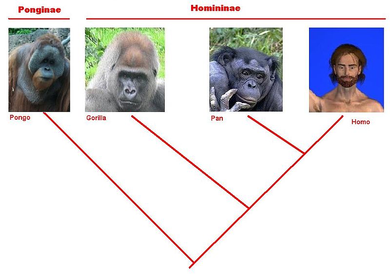 Файл:Arbol de los hominidos-Gorilla cropped.jpg